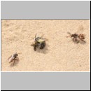 Andrena barbilabris - Sandbiene 07 Paarung.jpg